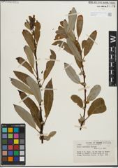 Foto von Salix lasiolepis Benth.